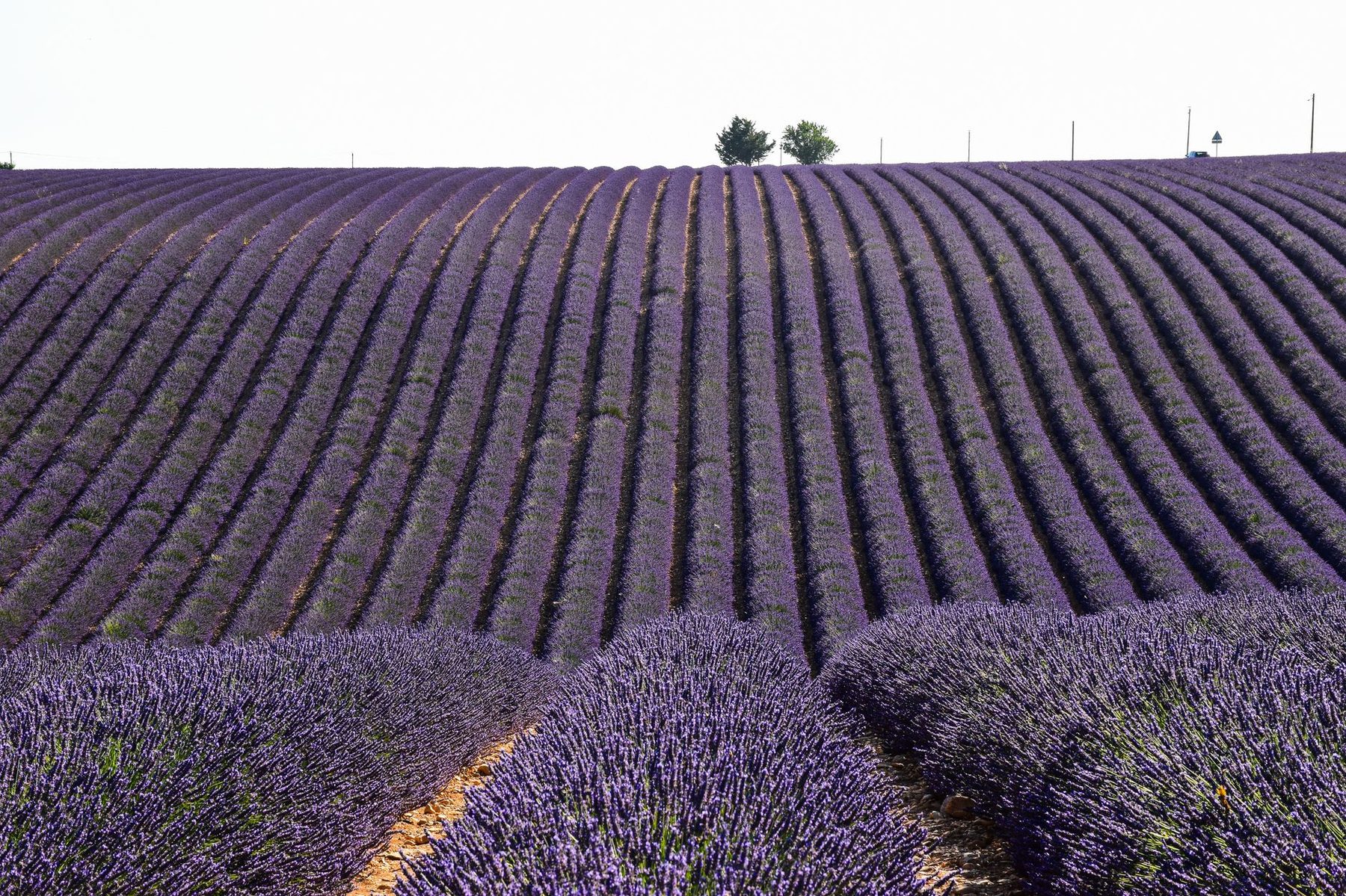 Rangs de lavande à perte de vue sur le plateau