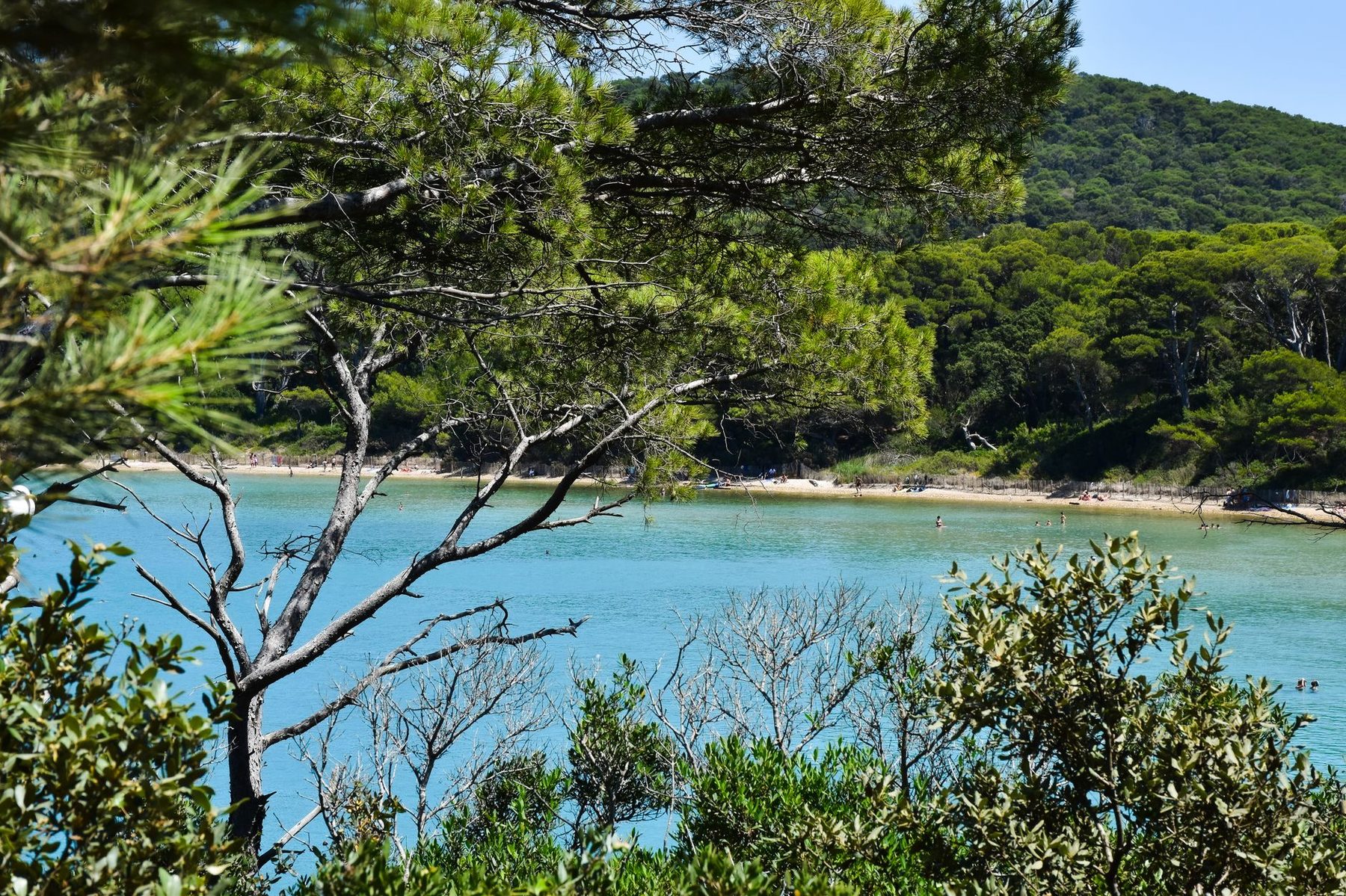 Eau turquoise d'un lac bordé de pins