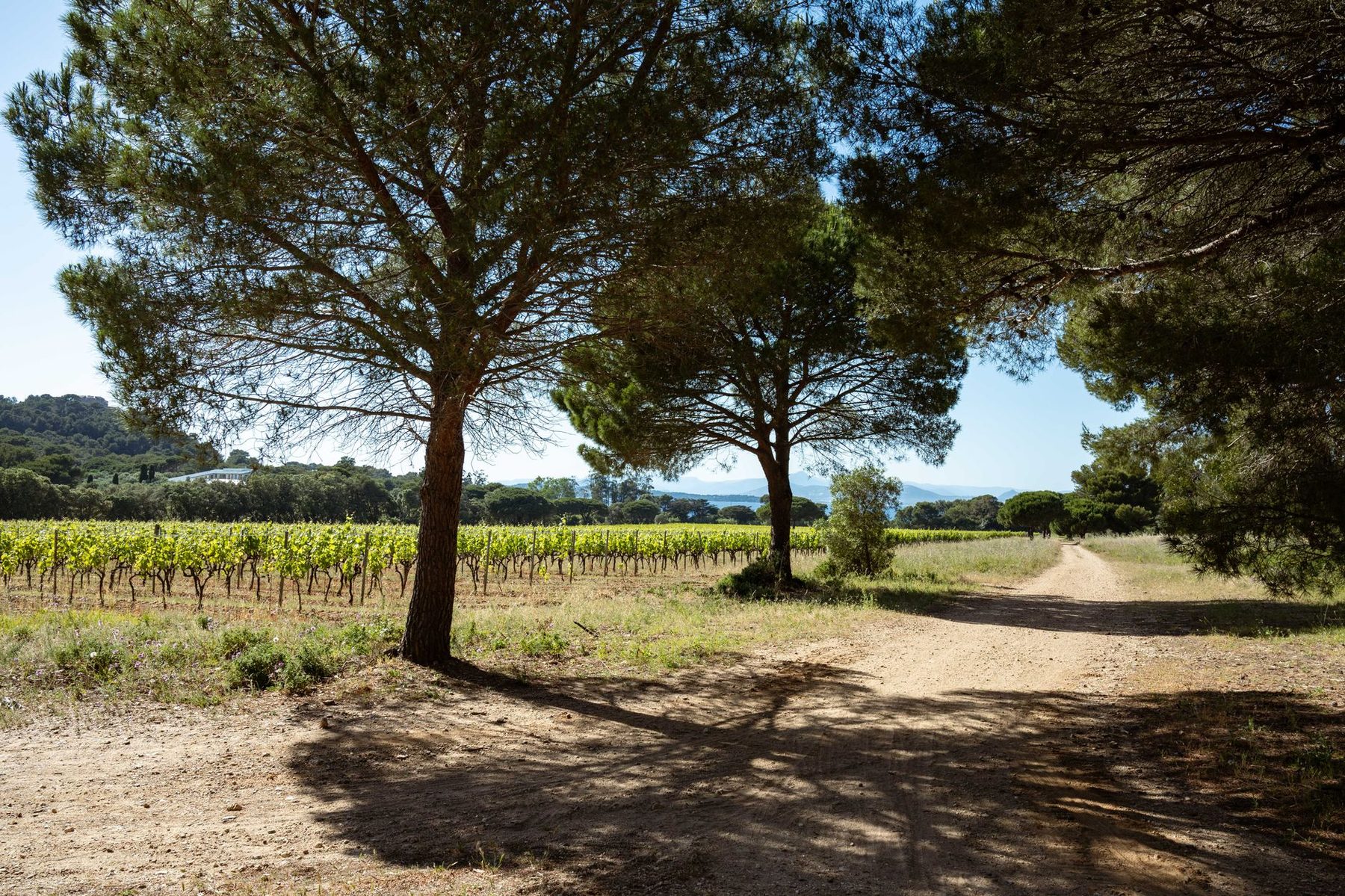 Piste entre vignes et pins, dans la lumière du matin